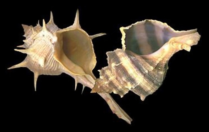 Ἀ&kappa;&alpha;&nu;&theta;&omega;&tau;&omicron;ὶ &kappa;&omicron;&chi;&lambda;ί&epsilon;&sigmaf;